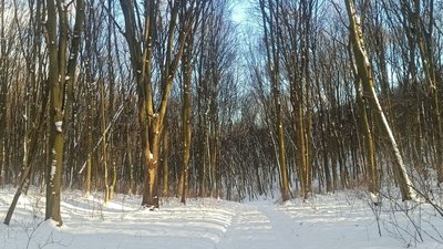 тернопіль, зима, ліс, сніг, 20 лютого 2026 року