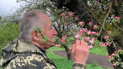 Назви деяких із них забулися: на Черкащині квітнуть яблуні Симиренка, яким понад півтора століття Назви деяких із них забулися: на Черкащині квітнуть яблуні Симиренка, яким понад півтора століття