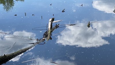 У Житомирі створили робочу групу, яка визначає причини забруднення річки Крошенка У Житомирі створили робочу групу, яка визначає причини забруднення річки Крошенка