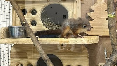У Запоріжжі врятували білочку Сенді, яка впала з висоти п'ятого поверху
