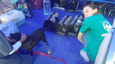 З Одеської області до Румунії вивезли 16 собак та двох котів З Одеської області до Румунії вивезли 16 собак та двох котів