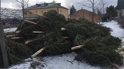 Понад 300 дерев з новорічної ялинки відвезли до Подільського зоопарку