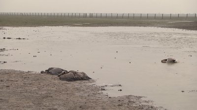 Рідкісних птахів у заповіднику "Асканія-Нова" отруїли, - UAnimals