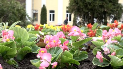 У Житомирі планують висадити 90 тисяч однорічних рослин У Житомирі планують висадити 90 тисяч однорічних рослин