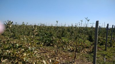 У селі Костирка на Херсонщині селяни втратили врожай городини через обробку полів з літака У селі Костирка на Херсонщині селяни втратили врожай городини через обробку полів з літака