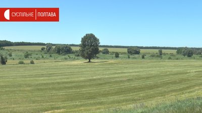 Територія історико-культурного заповідника "Більськ", де живуть бабаки