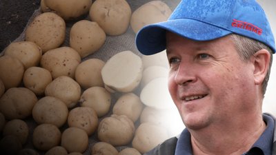 Картопля на Волині, день поля в Луцькому районі, село Козин, сорт картоплі Ларісса