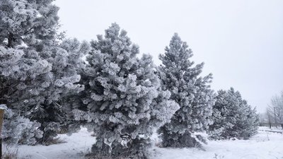 Якою буде погода 16 грудня на Івано-Франківщині