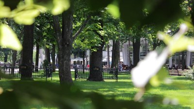 Харківська прокуратура позивається через закупівлю дерев та трави в саду Шевченка