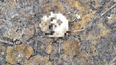 Останки трьох людей виявили у Чугуївському районі на Харківщині: ймовірно, під час окупації підірвалась родина Останки трьох людей виявили у Чугуївському районі на Харківщині: ймовірно, під час окупації підірвалась родина