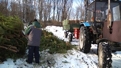 У Житомирі новорічні ялинки та сосни підуть на добриво У Житомирі новорічні ялинки та сосни підуть на добриво