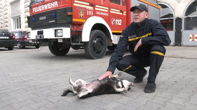 Історія собачки Тушканчика, якого прихистили прикарпатські рятувальники Історія собачки Тушканчика, якого прихистили прикарпатські рятувальники