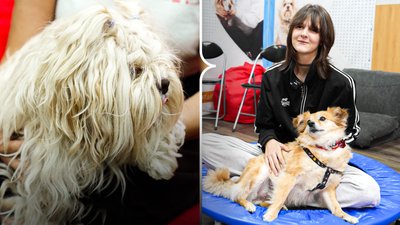 Даша Забудько, Тофі, Буся, каністерапія