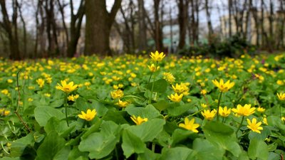 Квітуча сакура, магнолія, форзиція. Що можна побачити в ботсаду в Дніпрі – фоторепортаж Квітуча сакура, магнолія, форзиція. Що можна побачити в ботсаду в Дніпрі – фоторепортаж