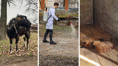 На Кіровоградщині збільшилась кількість випадків сказу