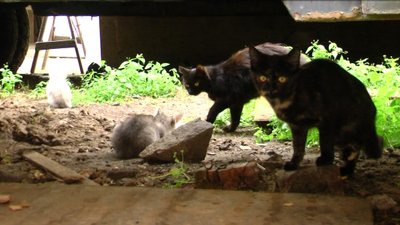 Котики Котики