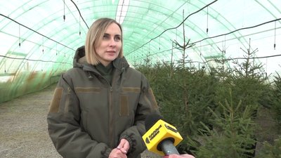 Новий рік, Різдво, свято, ялинка, ціна, Житомир, Коростишів Новий рік, Різдво, свято, ялинка, ціна, Житомир, Коростишів