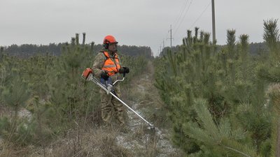 На Полтавщині почали продавати новорічні дерева На Полтавщині почали продавати новорічні дерева