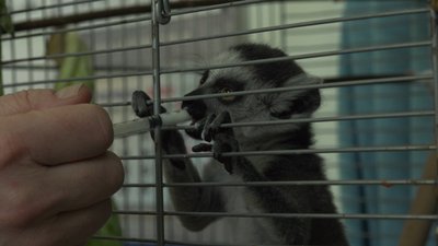 У Києві вперше з початку війни запрацював зоопарк