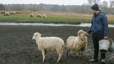 Вівчарство на Чернігівщині: 23-річний житель Киріївки має свою отару в 100 овець