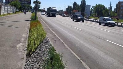 Багаторічні трави в Києві: уздовж просп. Бажана з'явився декоративний зелений квітник