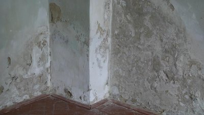 Пліснява та грибок "з'їдають" заповідник "Самчики" на Хмельниччині Пліснява та грибок "з'їдають" заповідник "Самчики" на Хмельниччині