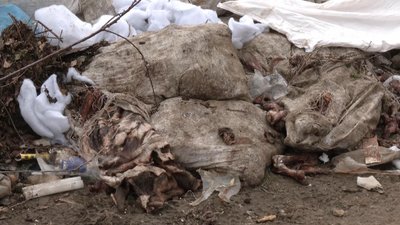 Свинячі рештки на стихійному сміттєзвалищі знайшли жителі Хмельницького району
