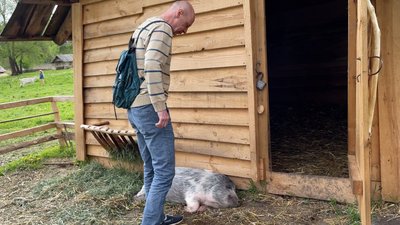 Рівнянин привів свиню на Оствицю, бо отримав повістку Рівнянин привів свиню на Оствицю, бо отримав повістку
