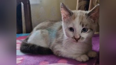 Кошеня