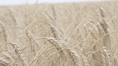 Колоски пшениці на полях Чернівецької області
