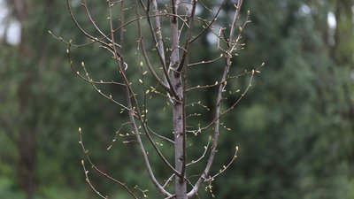 У Львові висадили дерева на пам'ять про загиблих воїнів, 4 квітня 2024 У Львові висадили дерева на пам'ять про загиблих воїнів, 4 квітня 2024