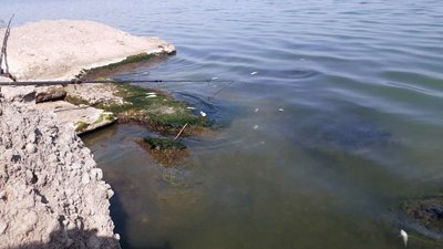 На Хаджибейському лимані в Одеській області через забруднення водойми гине риба – еколог На Хаджибейському лимані в Одеській області через забруднення водойми гине риба – еколог