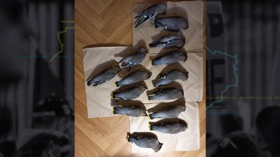Мертві птахи на вулицях Чернігова: чому вони гинуть та як їм допомогти Мертві птахи на вулицях Чернігова: чому вони гинуть та як їм допомогти