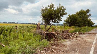 На Черкащині через негоду впало понад пів сотні дерев На Черкащині через негоду впало понад пів сотні дерев