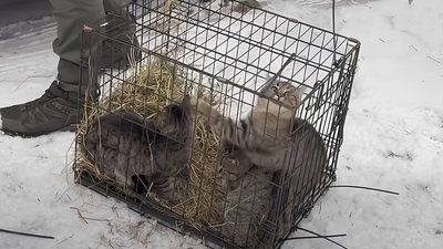 Евакуюванні кішки