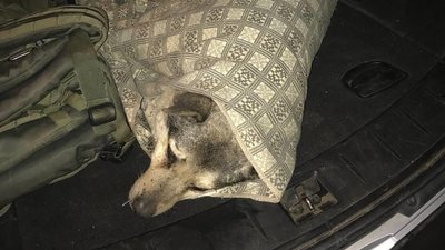 У Кам'янському поліцейські врятували пораненого собаку