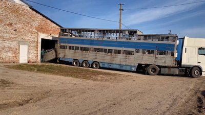 В таких фурах перевозять корів В таких фурах перевозять корів