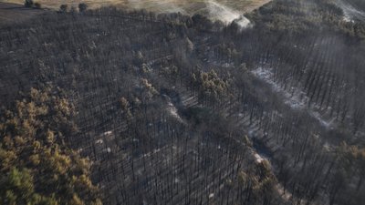 На Миколаївщині загасили лісову пожежу, яка тривала близько 16 годин На Миколаївщині загасили лісову пожежу, яка тривала близько 16 годин