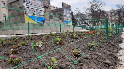 На клумбах Кропивницького висадили більше двох тисяч квітів