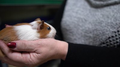 Як живуть тварини в сумському еколого-натуралістичному центрі