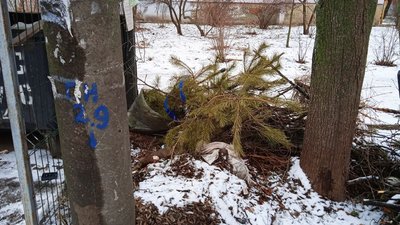Переробка, утилізація чи смітник: куди сумчанам подіти ялинку після свят