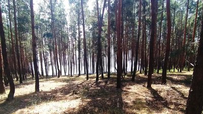 Вогнеборці ліквідували лісову пожежу на Дніпропетровщині Вогнеборці ліквідували лісову пожежу на Дніпропетровщині