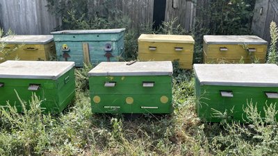 День підприємця. Історія бджоляра з Одещини, який продовжує займатися підприємництвом та волонтерством на Миколаївщині День підприємця. Історія бджоляра з Одещини, який продовжує займатися підприємництвом та волонтерством на Миколаївщині
