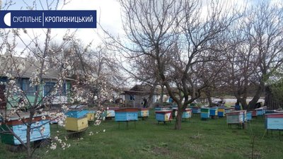 У селі Вербівка Кіровоградської області загинули більше двох мільйонів бджіл У селі Вербівка Кіровоградської області загинули більше двох мільйонів бджіл