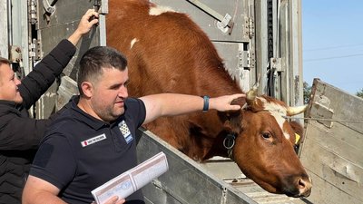 Корів привезли до громад на Миколаївщині, 10 жовтня 2023 року Корів привезли до громад на Миколаївщині, 10 жовтня 2023 року