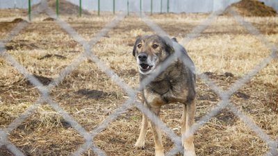Викинули собаку, бо набридла. Історії безпритульних чернівецьких тварин, які чекають на господаря Викинули собаку, бо набридла. Історії безпритульних чернівецьких тварин, які чекають на господаря