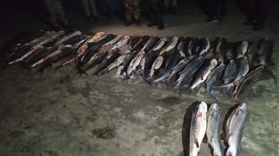 На Херсонщині чоловіки наловили червонокнижних видів риби на 4,5 млн гривень На Херсонщині чоловіки наловили червонокнижних видів риби на 4,5 млн гривень
