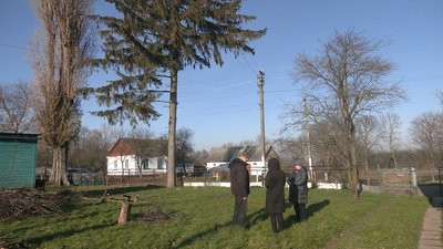Ялинка в подарунок Ялинка в подарунок