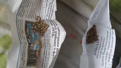 Двадцять два кущі коноплі та насіння: на Черкащині виявили незаконні посіви Двадцять два кущі коноплі та насіння: на Черкащині виявили незаконні посіви