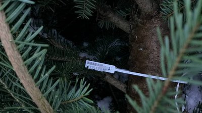 Ловлять браконьєрів та чипують дерева. Як у лісгоспі на Буковині заготовляють новорічні ялинки Ловлять браконьєрів та чипують дерева. Як у лісгоспі на Буковині заготовляють новорічні ялинки